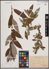 Foto von Salix cinerea L. x Salix viminalis L.